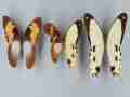 Papilio dardanus gynandromorph (Internet Image property of respective owner, non-commercial use only)